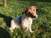 Étalon Jack Russell Terrier - Mutine du Moulin de la Terrasse