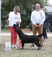 Étalon Labrador Retriever - CH. Naiade de la Tour Farmina