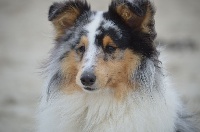 Étalon Shetland Sheepdog - Loudy's Rock Ocean blue desire