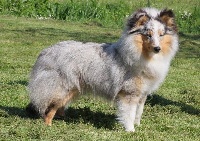 Étalon Shetland Sheepdog - Précieuse lady bleutée du Royaume d'Angélique