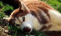 Étalon Siberian Husky - Mirva reves polaires