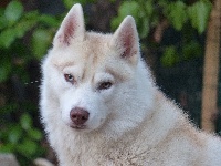 Étalon Siberian Husky - Nordica balto Of Wolf Siberian Song