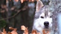 Étalon Siberian Husky - Lupus Dei Maïko