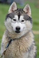 Étalon Siberian Husky - Lovely boy dit link des reves des neiges