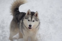 Étalon Siberian Husky - Missy Of cold winter nights