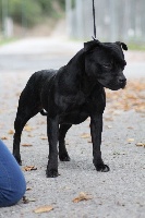 Étalon Staffordshire Bull Terrier - skilful dogs Black lady