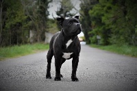 Étalon Staffordshire Bull Terrier - Esteban (Sans Affixe)