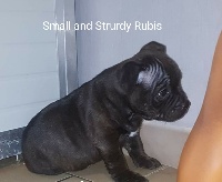 Étalon Staffordshire Bull Terrier - La famille des molosses rubis at Small And Sturdy