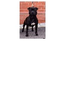 Étalon Staffordshire Bull Terrier - Must don't stop me du clan ' Molotov