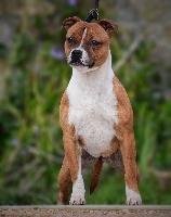 Étalon Staffordshire Bull Terrier - Killy'rena Princess'ninos