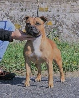 Étalon Staffordshire Bull Terrier - No fear of the upper staff kennel
