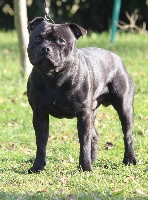Étalon Staffordshire Bull Terrier - Nox blac k tan De la crique du Flojule
