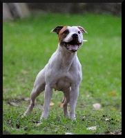 Étalon Staffordshire Bull Terrier - Oogie Boogie Nadja