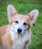 Étalon Welsh Corgi Pembroke - Nuits fauves des Contamines