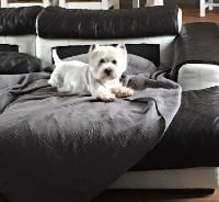 Étalon West Highland White Terrier - Heather De La Douce Source