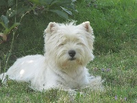 Étalon West Highland White Terrier - Non mais oui mais bon des Kopelly