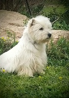 Étalon West Highland White Terrier - Organa Du Clos Du Griffin