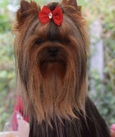 Étalon Yorkshire Terrier - One sweet love De la vierge doree