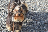Étalon Yorkshire Terrier - Ollyday De la vierge doree