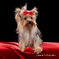 Étalon Yorkshire Terrier - Osti (Sans Affixe)
