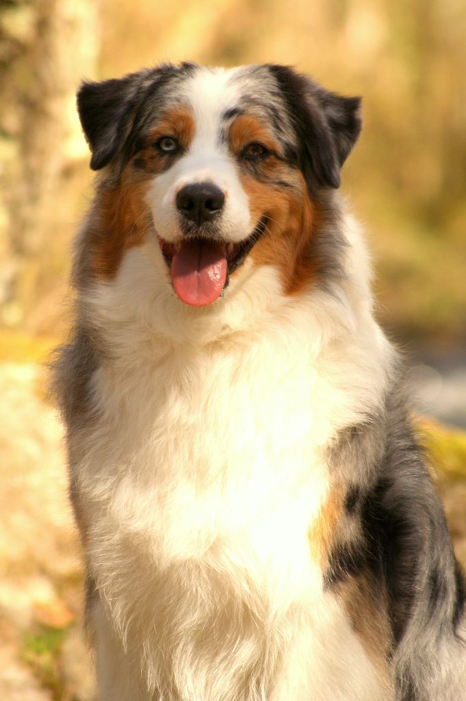 Chien Elevage De L'étoile Des Louves eleveur de chiens