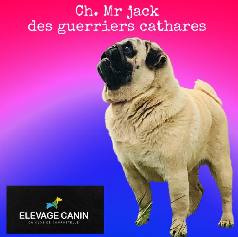 CH. Mr jack des guerriers Cathares