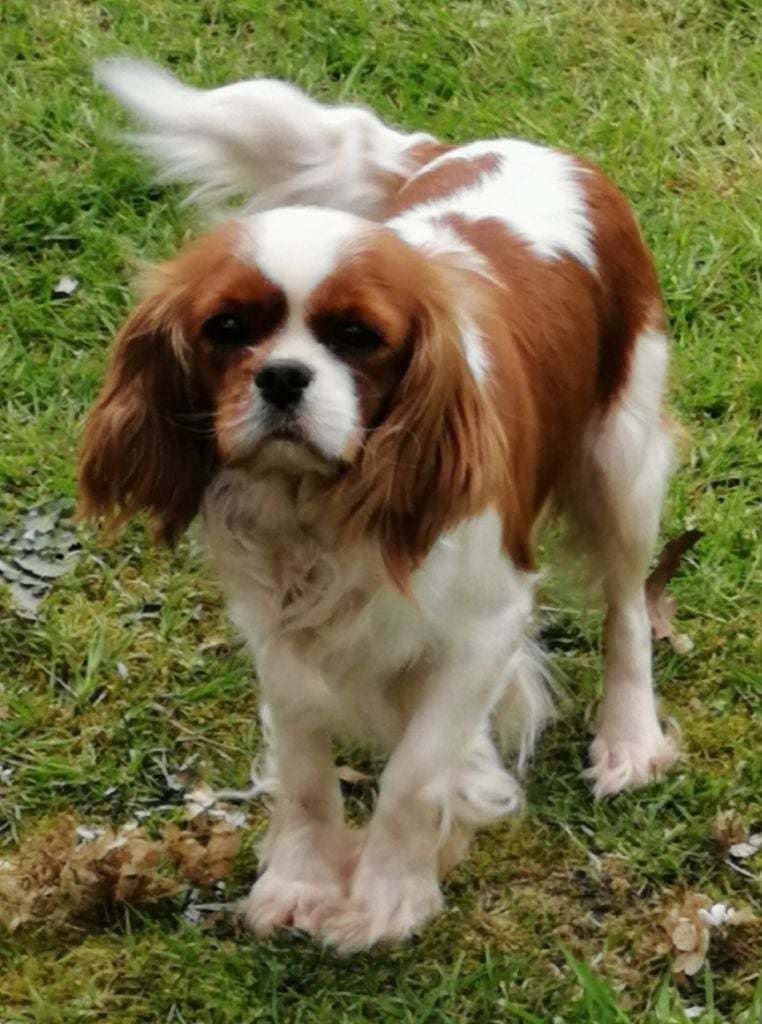 Chien - Elevage Du murat - eleveur de chiens Cavalier King Charles Spaniel