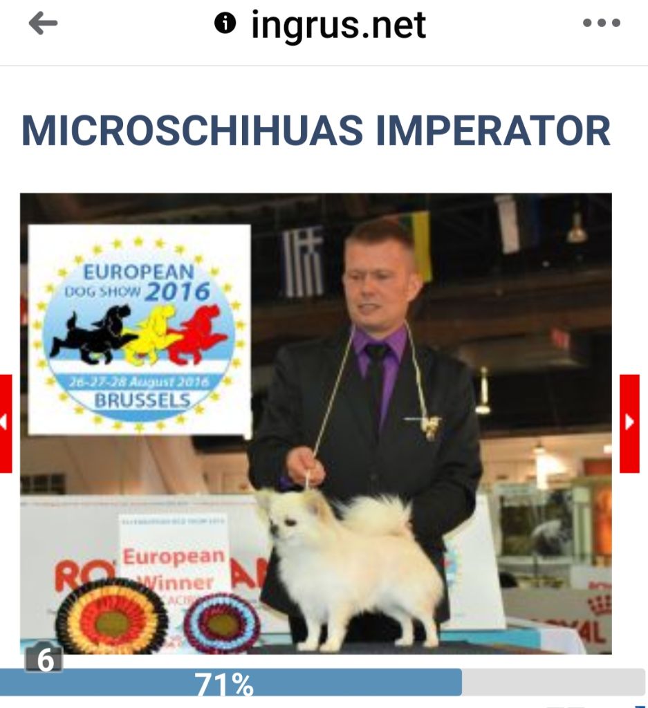 CH. microschihuas Imperator