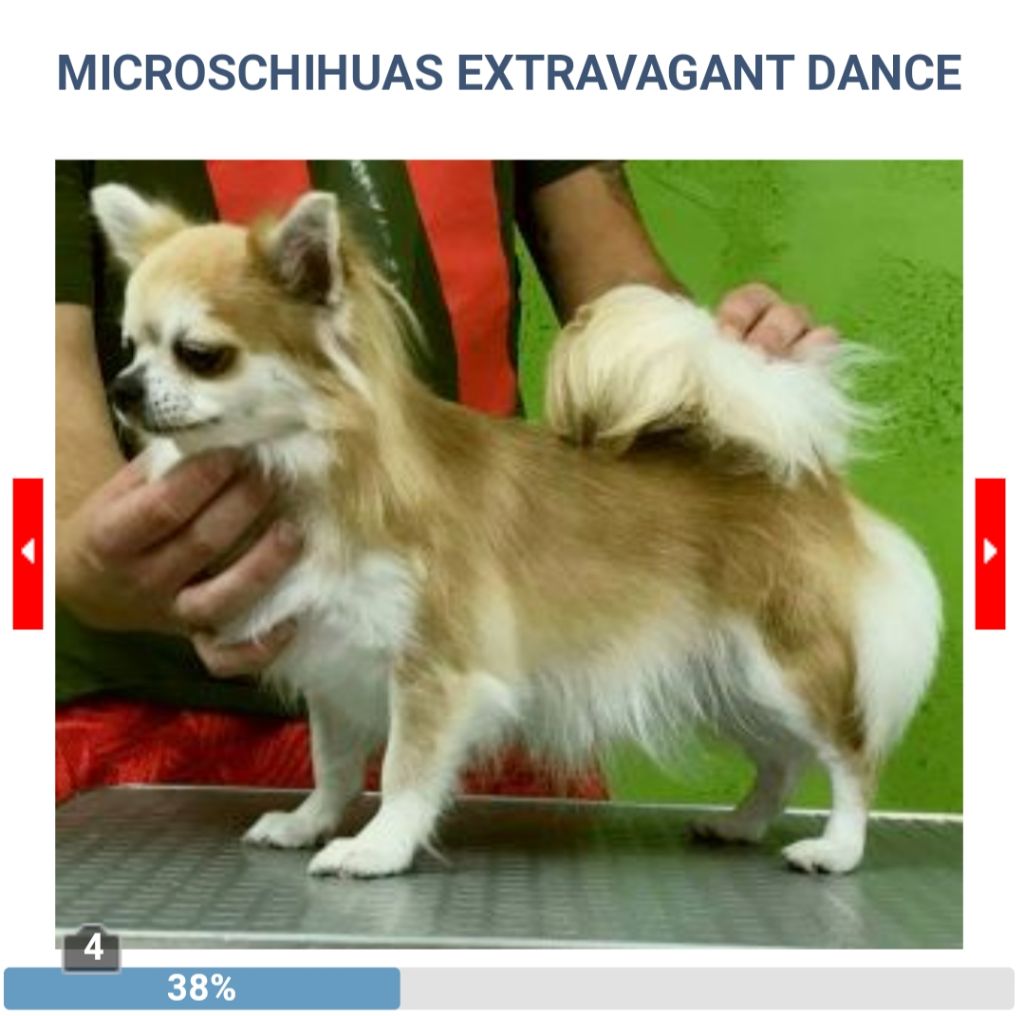 CH. microschihuas Extravagant dance