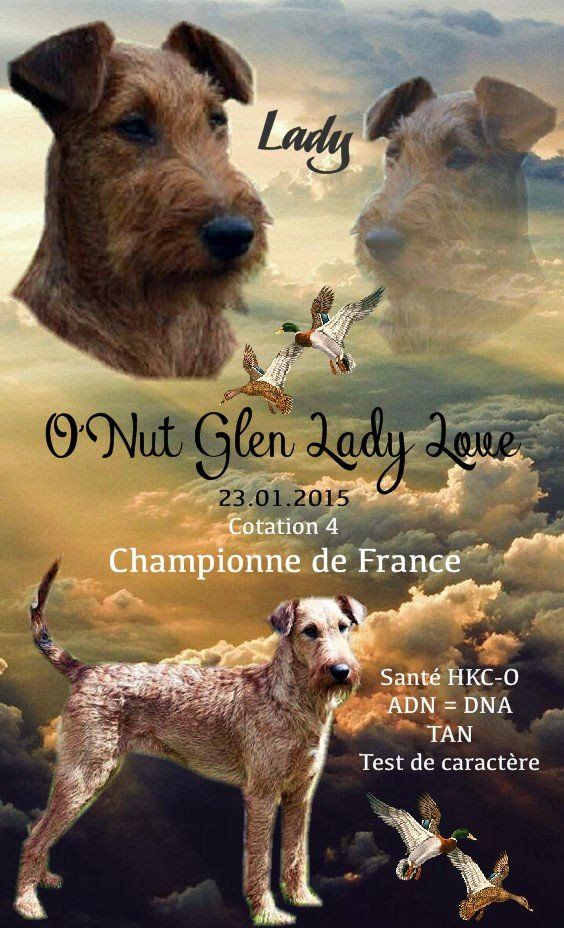 Irish Terrier - CH. O'Nut Glen Lady love