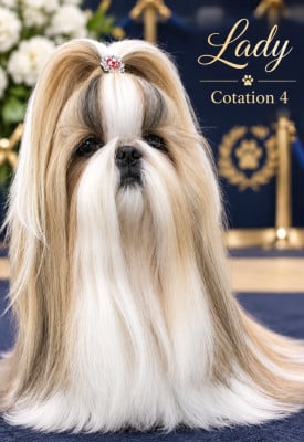 Étalon Shih Tzu - Lady De Beltour