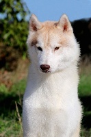 Étalon Siberian Husky - Need for freedom  of Nordic Forest