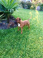 Étalon Staffordshire Bull Terrier - N.w.a Black Bulldiamonds