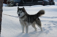 Étalon Alaskan Malamute - Once upon a time From White Mountain Lapland