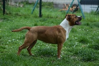 Étalon American Staffordshire Terrier - Pakita Of Passion Amstaff 