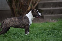 Étalon American Staffordshire Terrier - Phoebe Of Passion Amstaff 