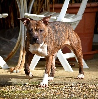 Étalon American Staffordshire Terrier - contra legem Naga morich