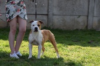 Étalon American Staffordshire Terrier - Padje Of Passion Amstaff 