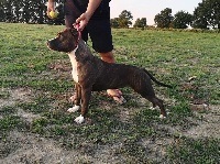 Étalon American Staffordshire Terrier - old school kennel Queen of the world