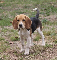 Étalon Beagle - Olita de la colline des terres noires