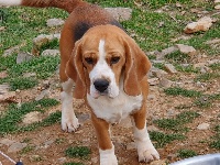 Étalon Beagle - królewska zgraja Love style