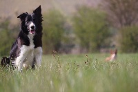 Étalon Border Collie - Oops in the name of love