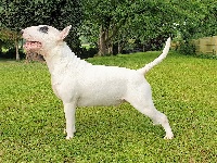 Étalon Bull Terrier - CH. Never back down ( sparky ) The Mirror Of Freedom