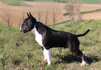 Étalon Bull Terrier - Bullyrun One piece