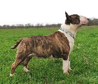Étalon Bull Terrier - Milton des prés de Nélissa