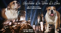 Étalon Bulldog Anglais - Nymphadora des Terres du Sirius