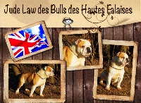 Étalon Bulldog Anglais - Jude law des bulls des hautes falaises