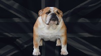 Étalon Bulldog Anglais - Edson Conqueror Orelana
