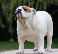 Étalon Bulldog Anglais - CH. bulls camelot Adah princess