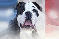 Étalon Bulldog continental - Olly du sixieme sens